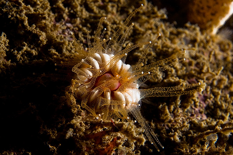 Cup coral